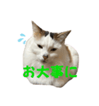 ★毎日使える★ふくりんスタンプ（個別スタンプ：29）