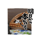 Lovely Nakajima family（個別スタンプ：8）