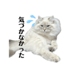 猫ちゃんいれぶんPart1（敬語）（個別スタンプ：24）