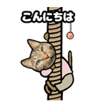 キジトラ猫BIGスタンプ6（個別スタンプ：11）