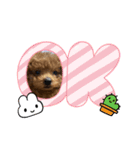 可愛いうちのマロンくん（個別スタンプ：10）