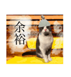 はちわれねこアグちゃんスタンプ3（個別スタンプ：6）