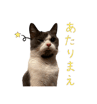 はちわれねこアグちゃんスタンプ3（個別スタンプ：15）