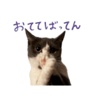 はちわれねこアグちゃんスタンプ3（個別スタンプ：18）