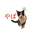 はちわれねこアグちゃんスタンプ3（個別スタンプ：20）