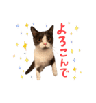 はちわれねこアグちゃんスタンプ3（個別スタンプ：23）
