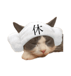 はちわれねこアグちゃんスタンプ3（個別スタンプ：29）