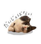 はちわれねこアグちゃんスタンプ3（個別スタンプ：37）