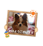 ぱぴぱぴパピヨン111（個別スタンプ：3）