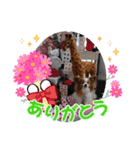 ぱぴぱぴパピヨン111（個別スタンプ：5）