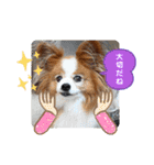 ぱぴぱぴパピヨン111（個別スタンプ：7）