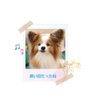 ぱぴぱぴパピヨン111（個別スタンプ：10）