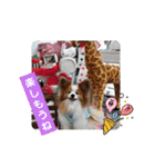 ぱぴぱぴパピヨン111（個別スタンプ：11）