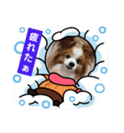 ぱぴぱぴパピヨン111（個別スタンプ：17）