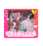 ぱぴぱぴパピヨン111（個別スタンプ：21）