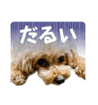 トイプードル さくらさん2（個別スタンプ：7）