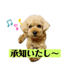 トイプードル さくらさん2（個別スタンプ：36）