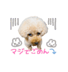 トイプードル さくらさん2（個別スタンプ：40）