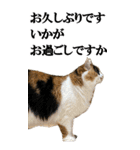 ふわふわ三毛ネコの大きなスタンプ【長文】（個別スタンプ：4）