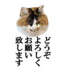 ふわふわ三毛ネコの大きなスタンプ【長文】（個別スタンプ：9）