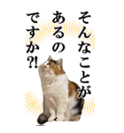 ふわふわ三毛ネコの大きなスタンプ【長文】（個別スタンプ：10）