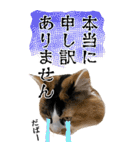 ふわふわ三毛ネコの大きなスタンプ【長文】（個別スタンプ：11）