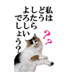 ふわふわ三毛ネコの大きなスタンプ【長文】（個別スタンプ：12）
