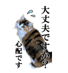 ふわふわ三毛ネコの大きなスタンプ【長文】（個別スタンプ：28）