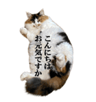 ふわふわ三毛ネコの大きなスタンプ【長文】（個別スタンプ：31）