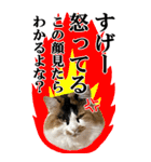 ふわふわ三毛ネコの大きなスタンプ【長文】（個別スタンプ：35）