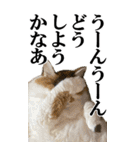 ふわふわ三毛ネコの大きなスタンプ【長文】（個別スタンプ：36）