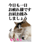 ふわふわ三毛ネコの大きなスタンプ【長文】（個別スタンプ：37）
