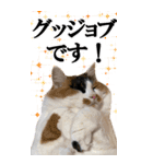 ふわふわ三毛ネコの大きなスタンプ【長文】（個別スタンプ：40）