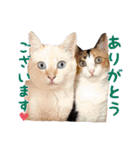 猫写真スタンプ④（時々ワンコ）（個別スタンプ：19）