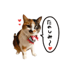 猫写真スタンプ④（時々ワンコ）（個別スタンプ：30）