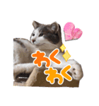使えるニャチジョウstamp4（個別スタンプ：9）