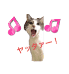 使えるニャチジョウstamp4（個別スタンプ：10）