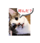 使えるニャチジョウstamp4（個別スタンプ：11）