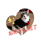 使えるニャチジョウstamp4（個別スタンプ：16）