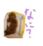 かわいいもじゃスタンプ（個別スタンプ：3）