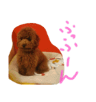 かわいいもじゃスタンプ（個別スタンプ：5）