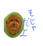 かわいいもじゃスタンプ（個別スタンプ：24）