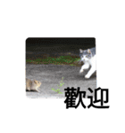 よくメールで使う表現猫ちゃんたち日常挨拶（個別スタンプ：15）