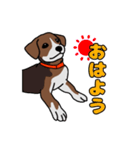 我が家の愛犬あんちゃんの日常会話スタンプ（個別スタンプ：1）