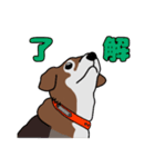 我が家の愛犬あんちゃんの日常会話スタンプ（個別スタンプ：7）