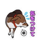 我が家の愛犬あんちゃんの日常会話スタンプ（個別スタンプ：12）