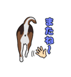 我が家の愛犬あんちゃんの日常会話スタンプ（個別スタンプ：16）