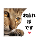 猫♥️面白♥️日常♥️（個別スタンプ：1）