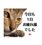 猫♥️面白♥️日常♥️（個別スタンプ：2）
