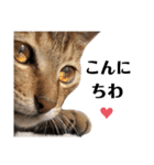 猫♥️面白♥️日常♥️（個別スタンプ：3）